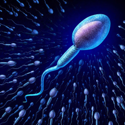 Male Infertility Male Infertility