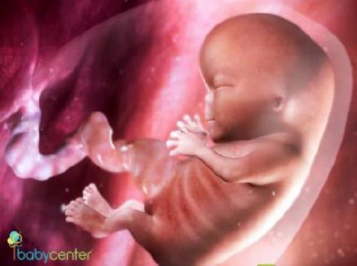 Pregnancy week by week - First Trimester Pregnancy week by week - First Trimester