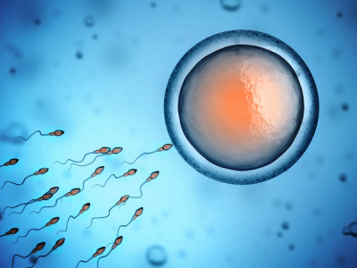 Female Infertility Female Infertility