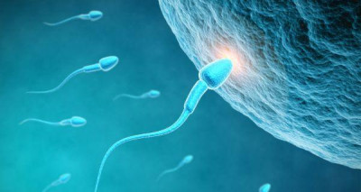 Healthy sperm: Improving your fertility Healthy sperm: Improving your fertility